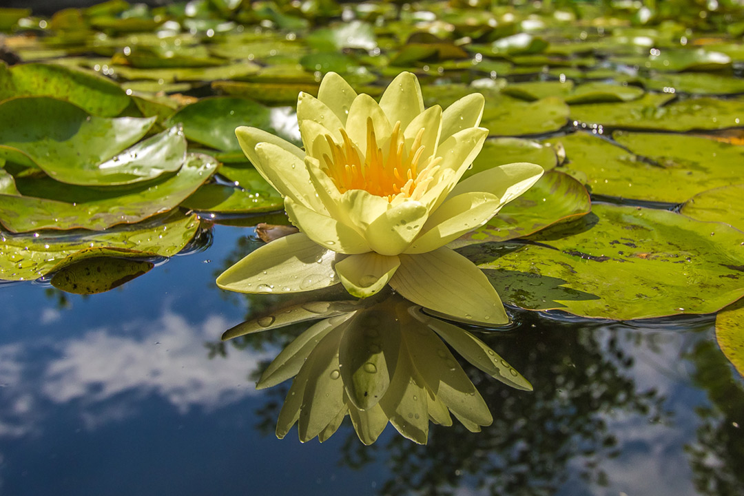 yellow petal flower